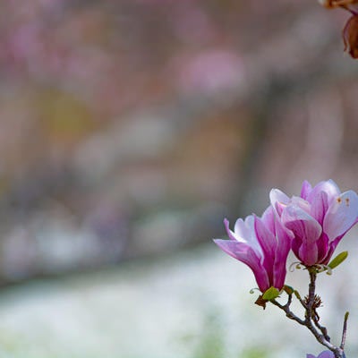 枝先に咲くピンクのモクレンの写真