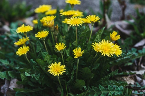 一箇所から花を咲かせるタンポポの写真