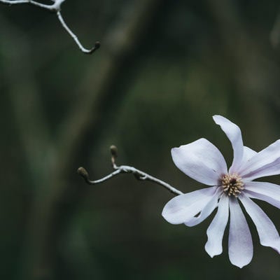 シデコブシの花の写真