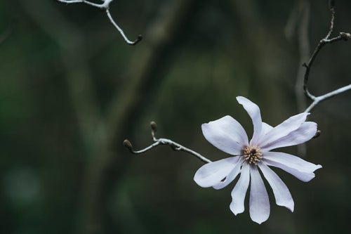 シデコブシの花の写真