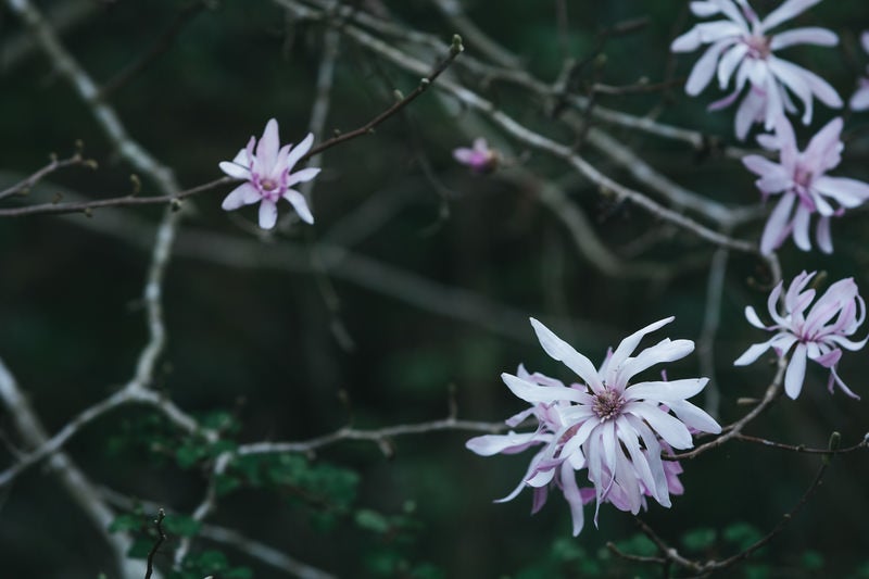淡い桃色のシデコブシの花の写真