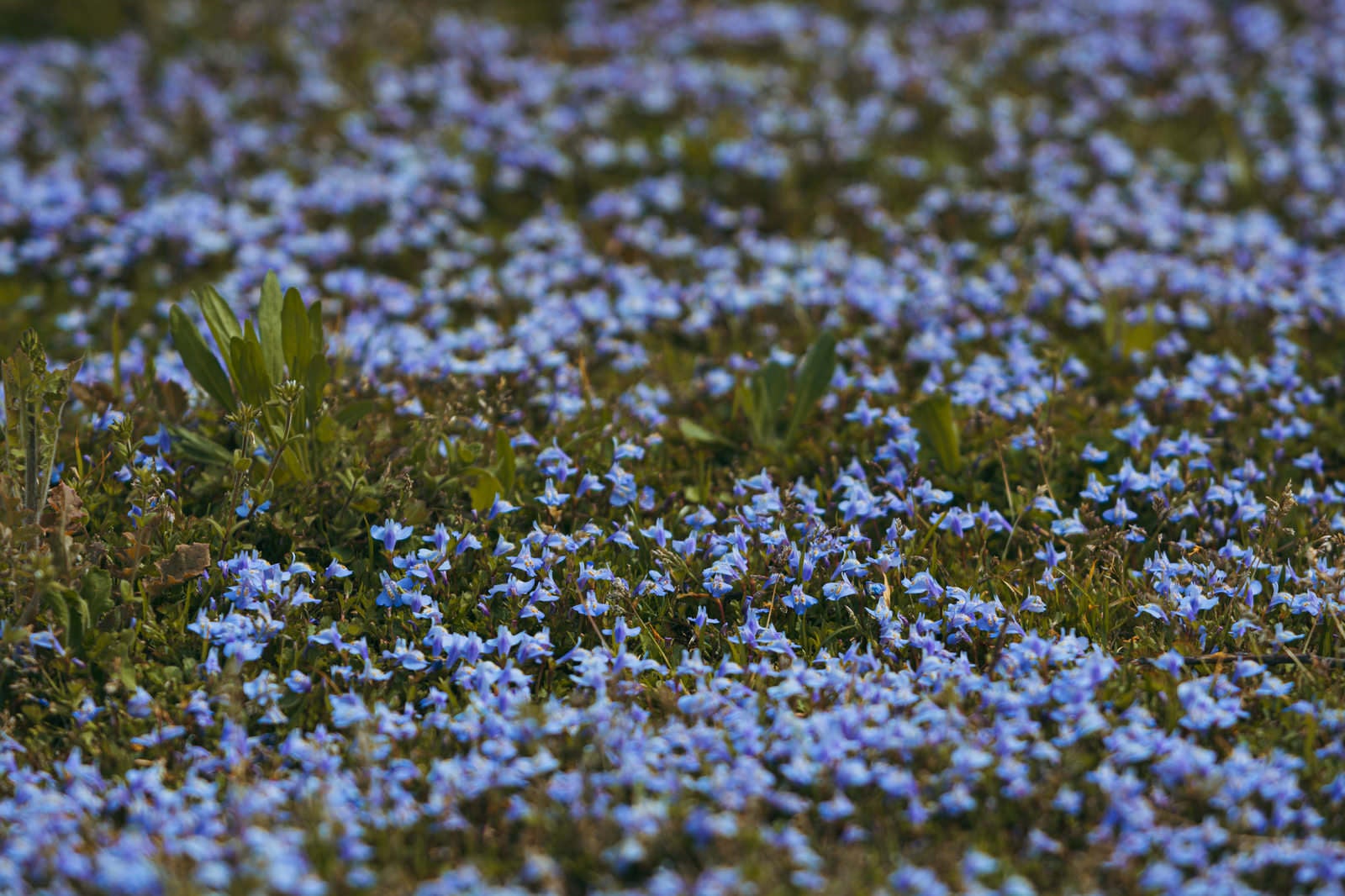 「地面を覆うムラサキサギゴケの小さな花」の写真