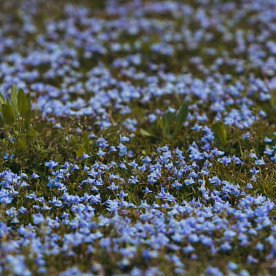 地面を覆うムラサキサギゴケの小さな花の写真