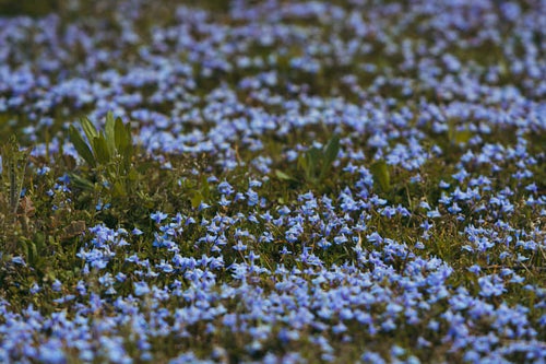 地面を覆うムラサキサギゴケの小さな花の写真