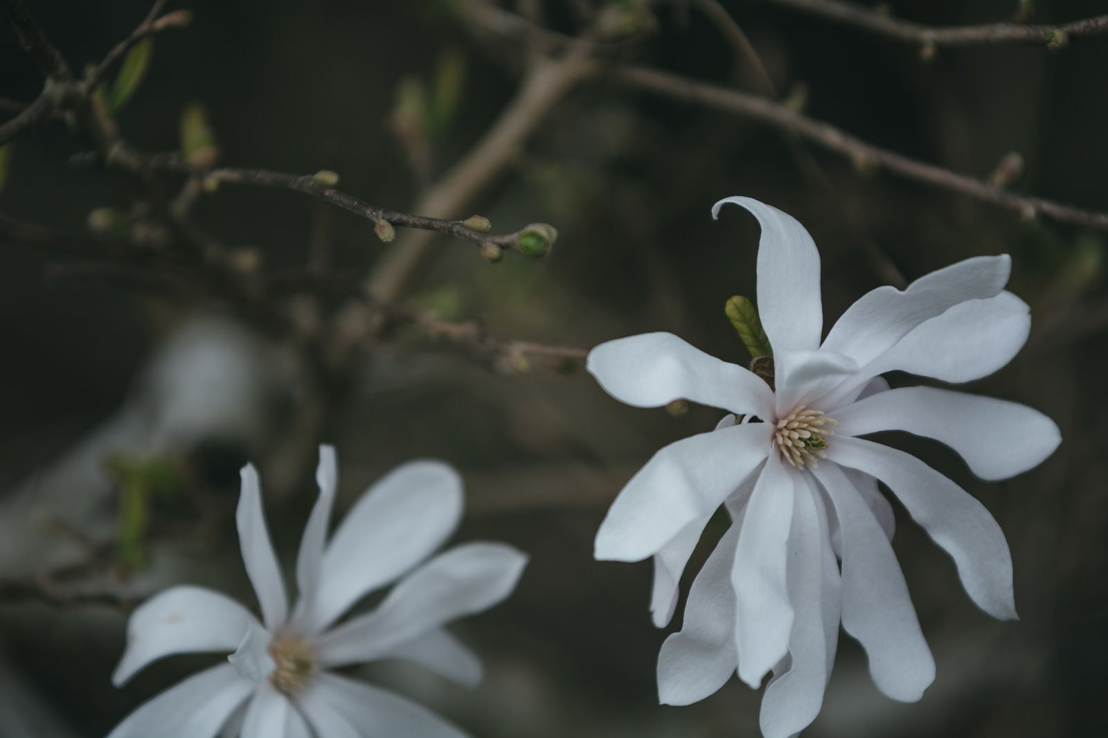 「ひっそりと咲くシデコブシの花」の写真