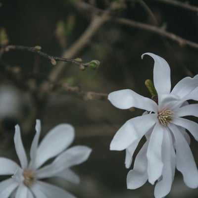 ひっそりと咲くシデコブシの花の写真