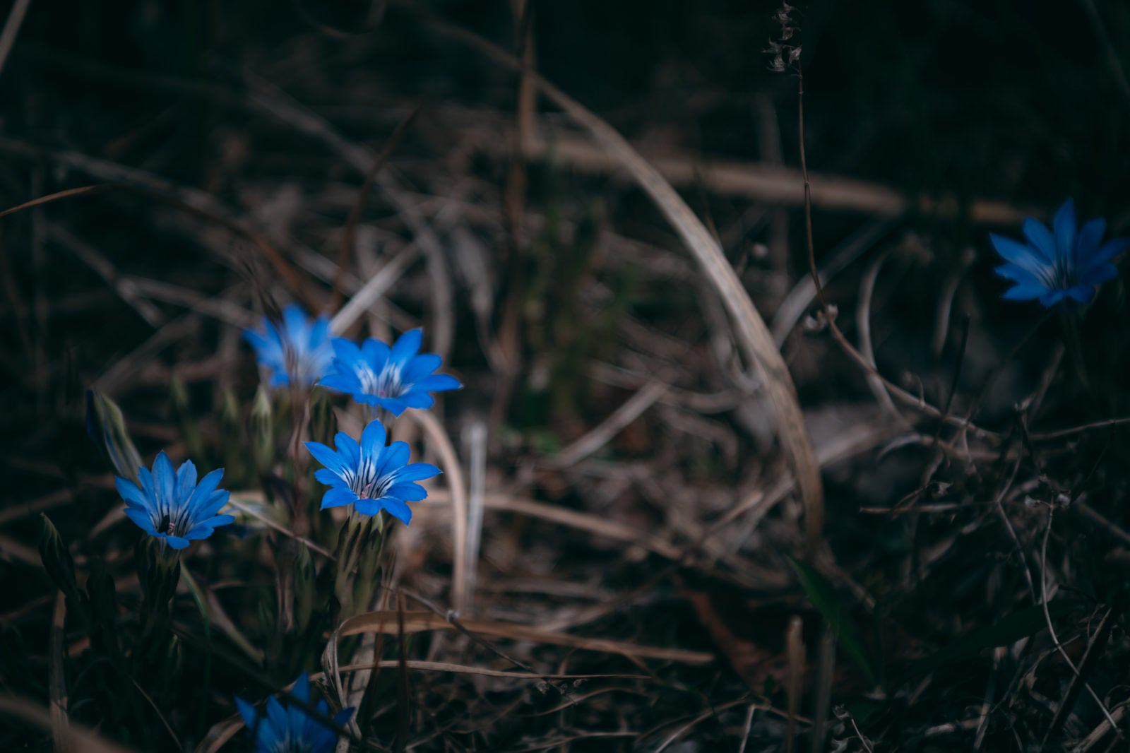 「まだ枯れた葉が多い中鮮やかな青い花を咲かせるハルリンドウ」の写真