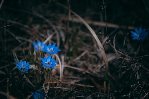 まだ枯れた葉が多い中鮮やかな青い花を咲かせるハルリンドウの写真