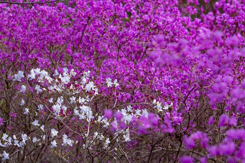 ピンクのコバノミツバツツジの中に一際目立つ一本のシロバナコバノミツバツツジの写真