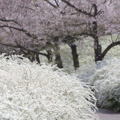 早春の庭園、白い花木と淡い桜の写真