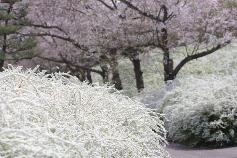 早春の庭園、白い花木と淡い桜の写真