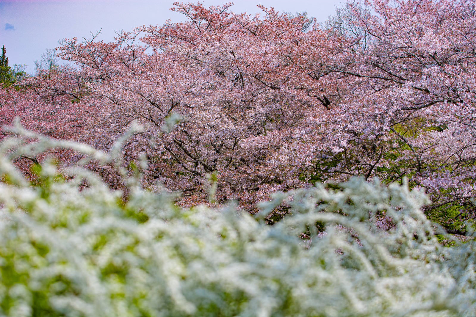 「ユキヤナギの向うに見える見頃を過ぎた桜」の写真