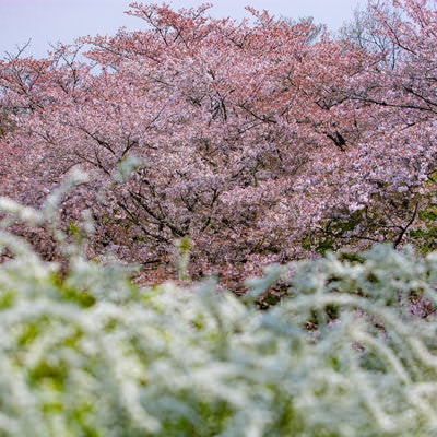 ユキヤナギの向うに見える見頃を過ぎた桜の写真