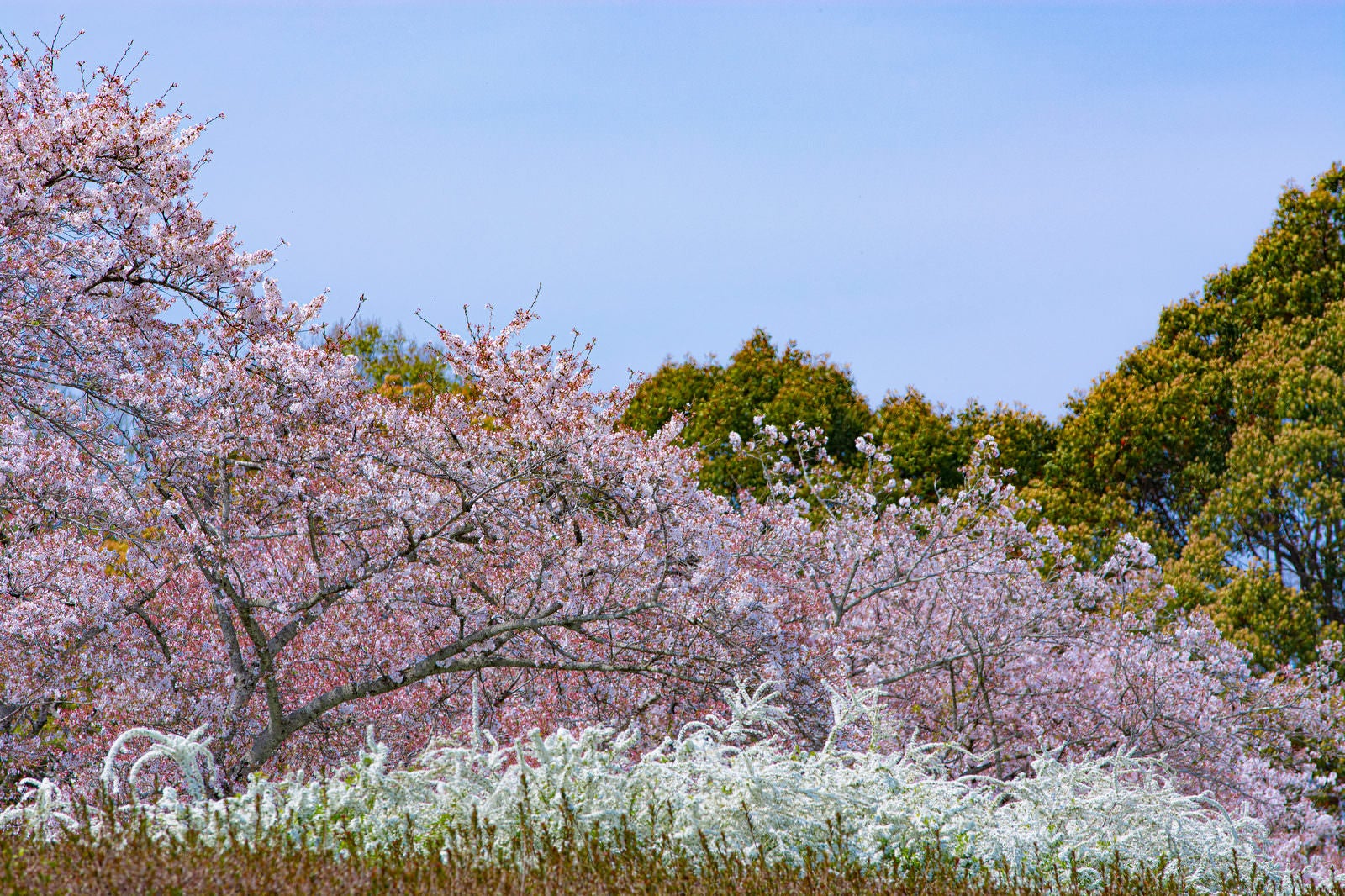「白く輝くユキヤナギと桜」の写真