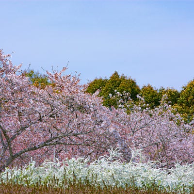 白く輝くユキヤナギと桜の写真
