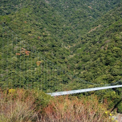 照葉大吊橋（宮崎県東諸県郡綾町）の写真