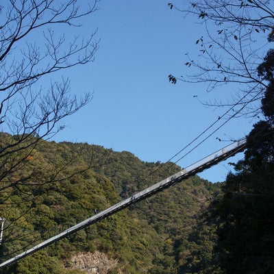 下から見上げた照葉大吊橋（宮崎県東諸県郡綾町）の写真