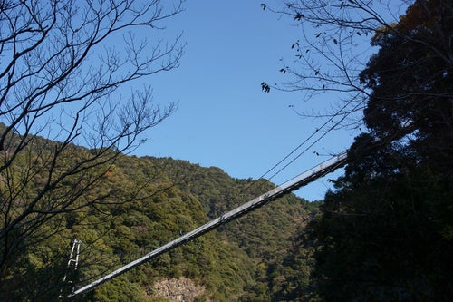下から見上げた照葉大吊橋（宮崎県東諸県郡綾町）の写真