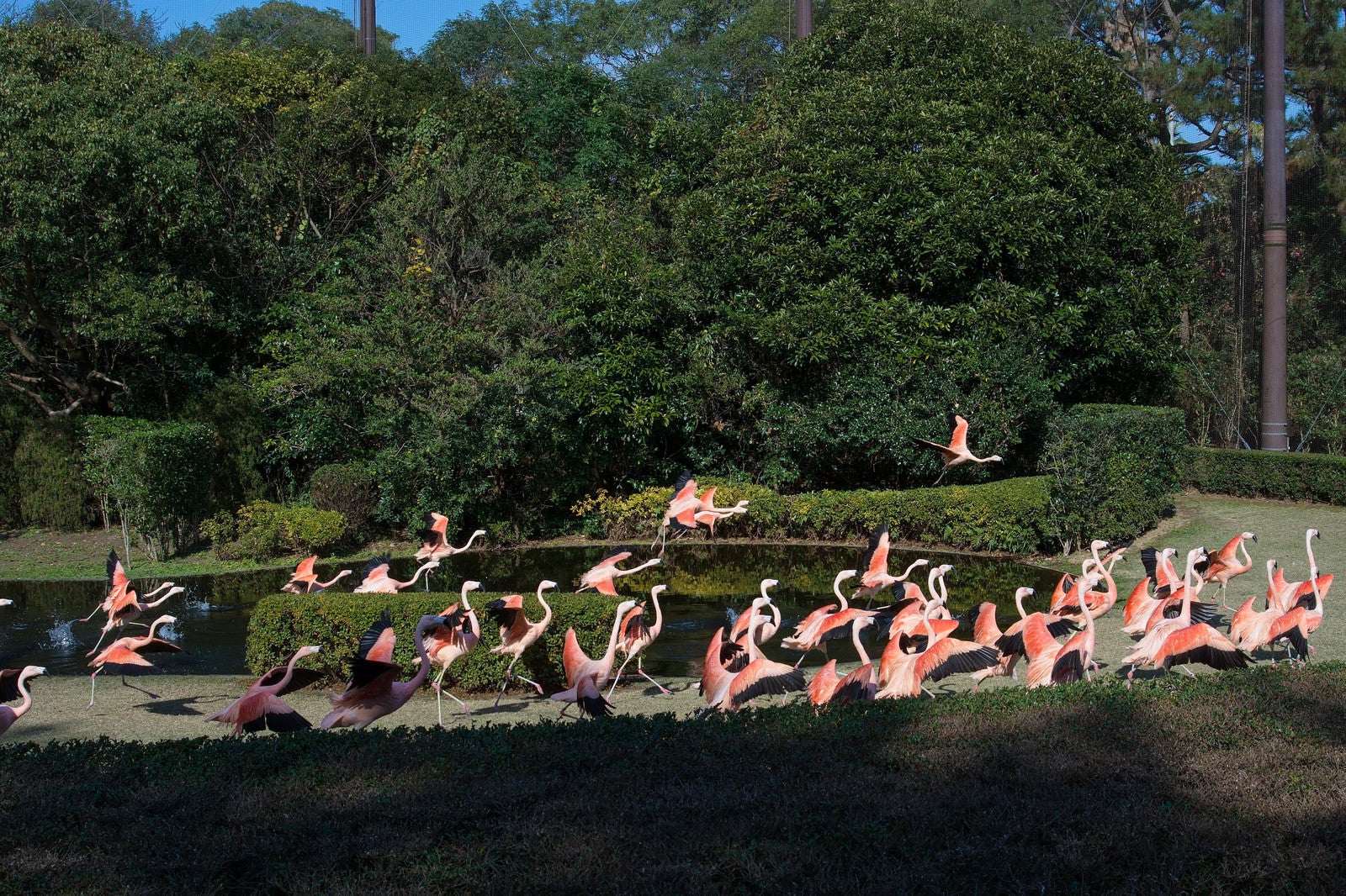 「フラミンゴの群れ（フェニックス自然動物園）」の写真