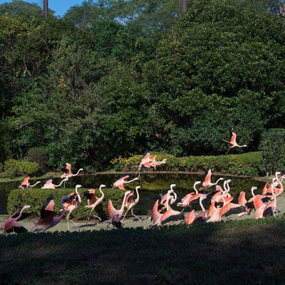 フラミンゴの群れ（フェニックス自然動物園）の写真