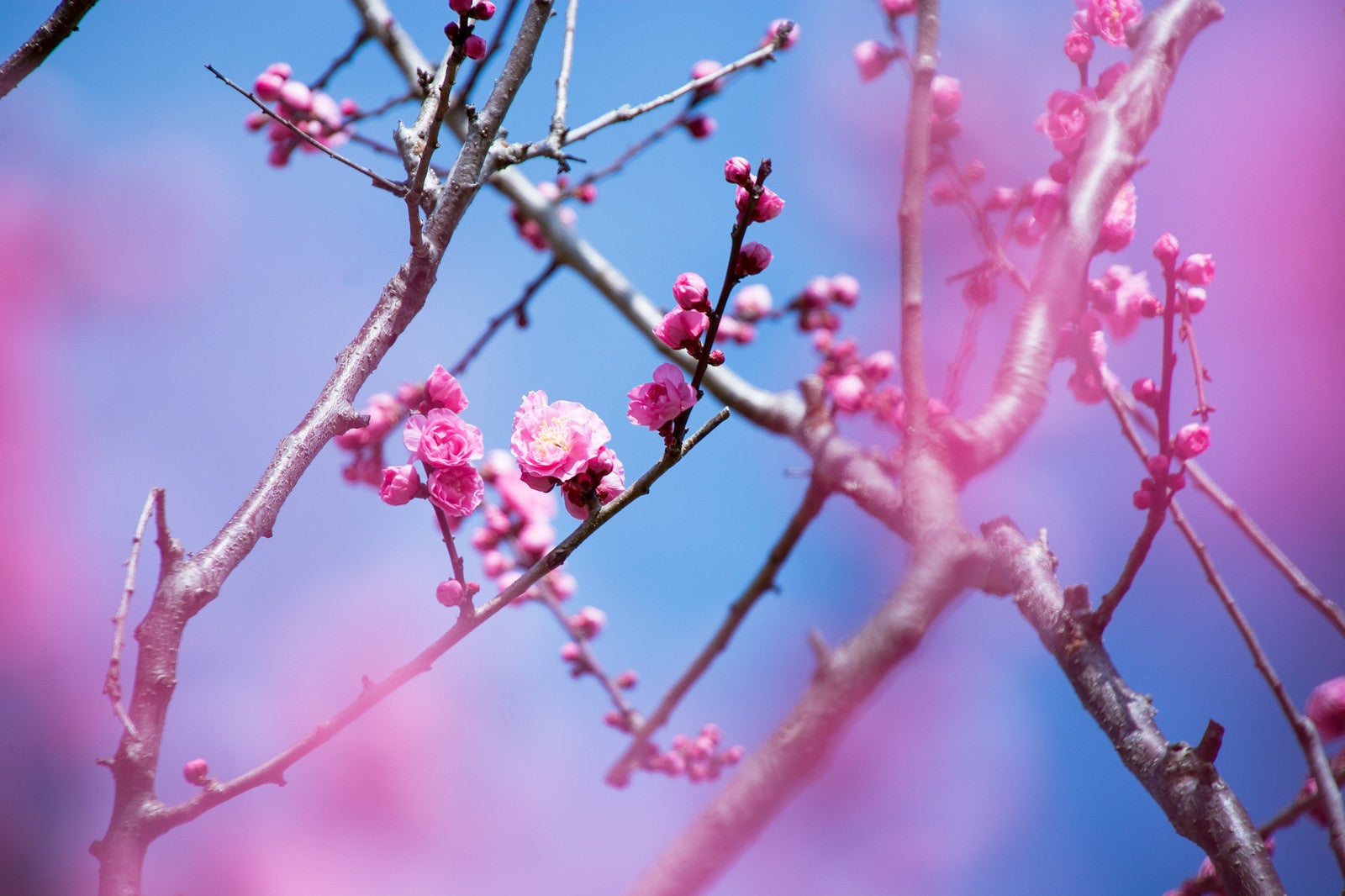 「開花を始めた八重の紅梅（蘇原自然公園）」の写真