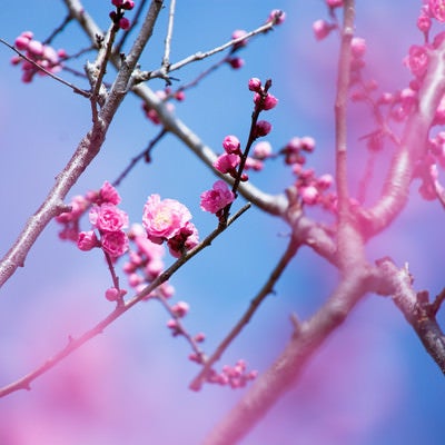 開花を始めた八重の紅梅（蘇原自然公園）の写真