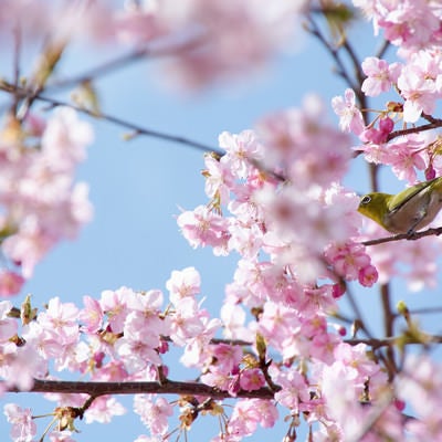 桜の花の蜜を吸うメジロ（蘇原自然公園）の写真