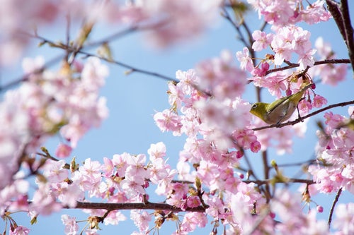 桜の花の蜜を吸うメジロ（蘇原自然公園）の写真