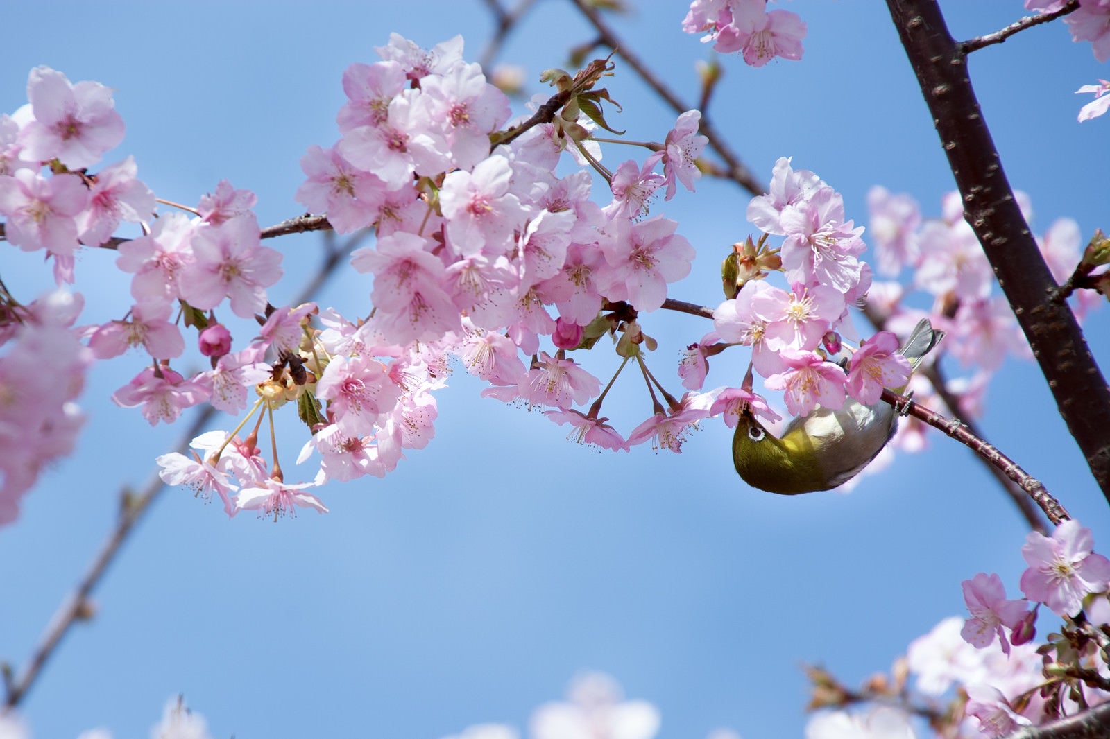 「逆さで桜の蜜を吸うメジロ（蘇原自然公園）」の写真