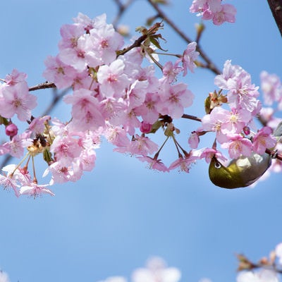 逆さで桜の蜜を吸うメジロ（蘇原自然公園）の写真