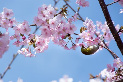 逆さで桜の蜜を吸うメジロ（蘇原自然公園）の写真