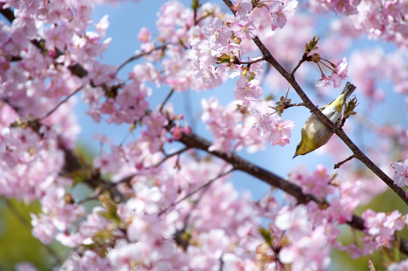「桜の枝とメジロ（蘇原自然公園）」の写真