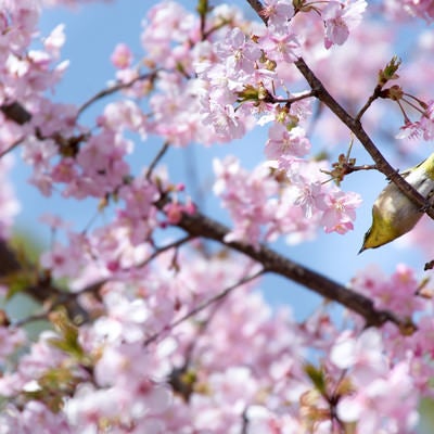 桜の枝とメジロ（蘇原自然公園）の写真