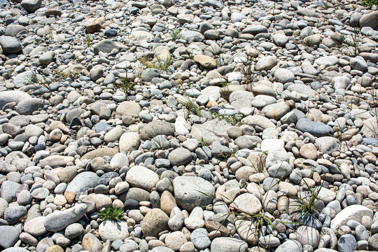 「丸いコロコロした石が並ぶ歩きにくい河原」の写真