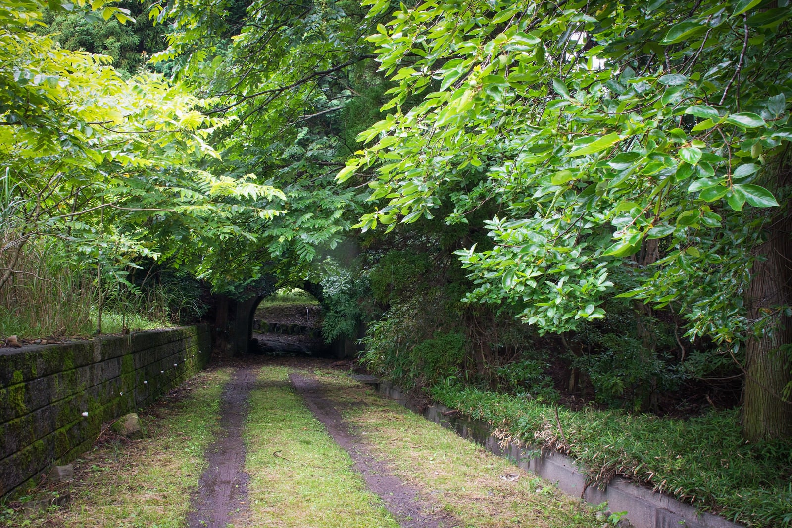 「雨で濡れた鮮やかな緑の奥にぽっかり見える古い隧道」の写真