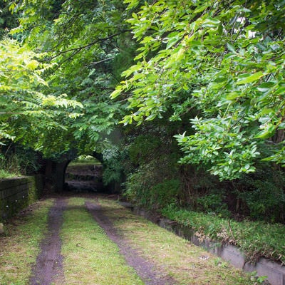 雨で濡れた鮮やかな緑の奥にぽっかり見える古い隧道の写真