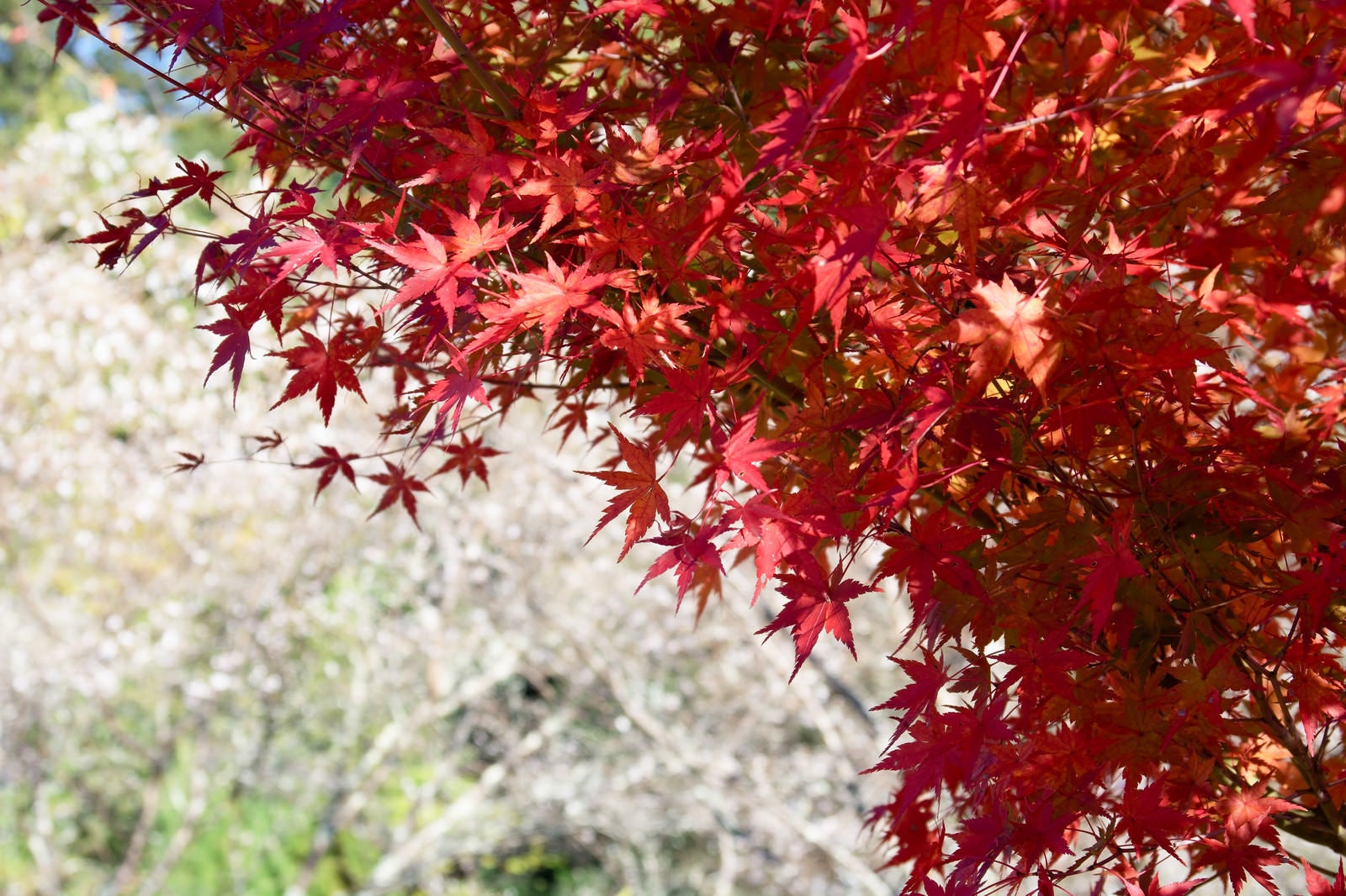 「色付き始めた紅葉」の写真