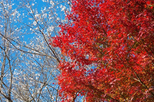 紅葉したもみじと四季桜の写真