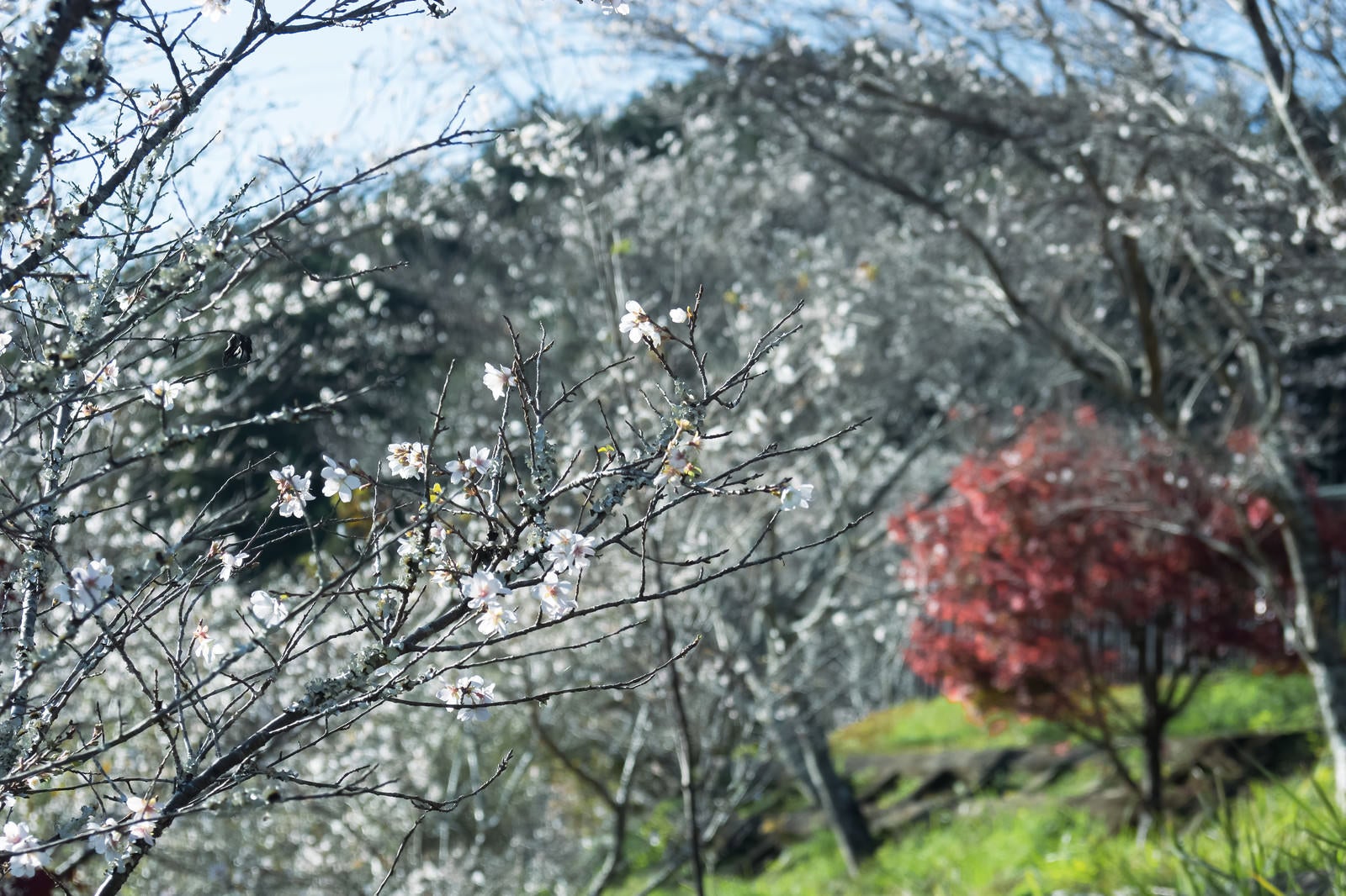 「秋に咲く四季桜」の写真