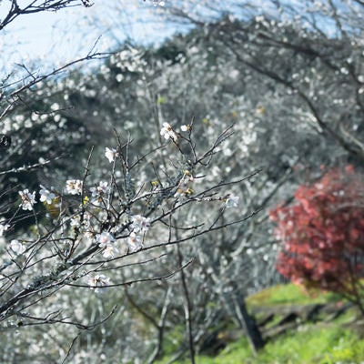 秋に咲く四季桜の写真