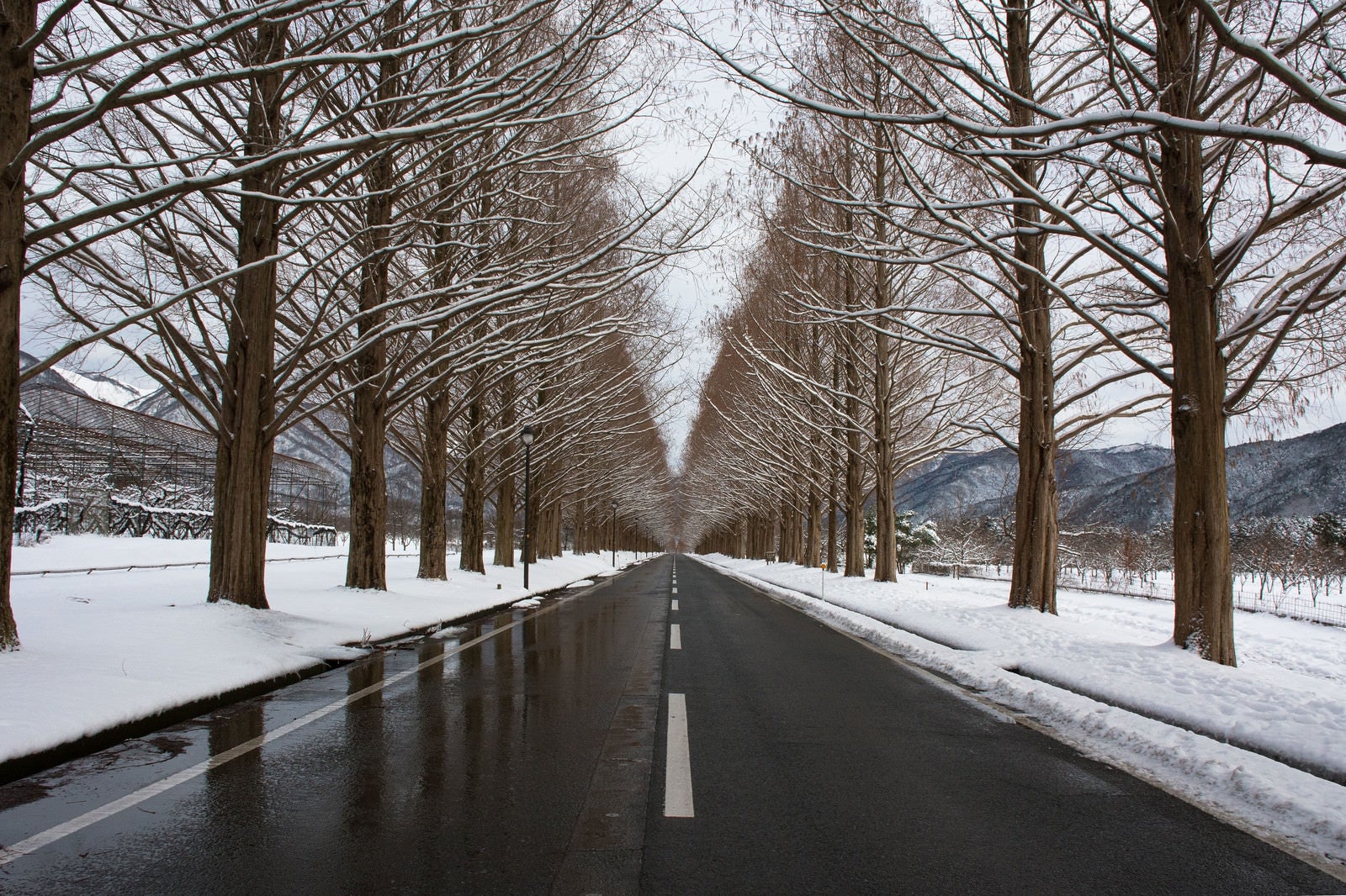 「冬のメタセコイア並木（滋賀県高島市マキノ町）」の写真