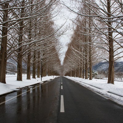 冬のメタセコイア並木（滋賀県高島市マキノ町）の写真