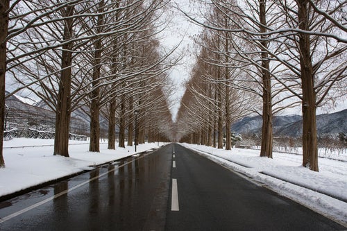 冬のメタセコイア並木（滋賀県高島市マキノ町）の写真