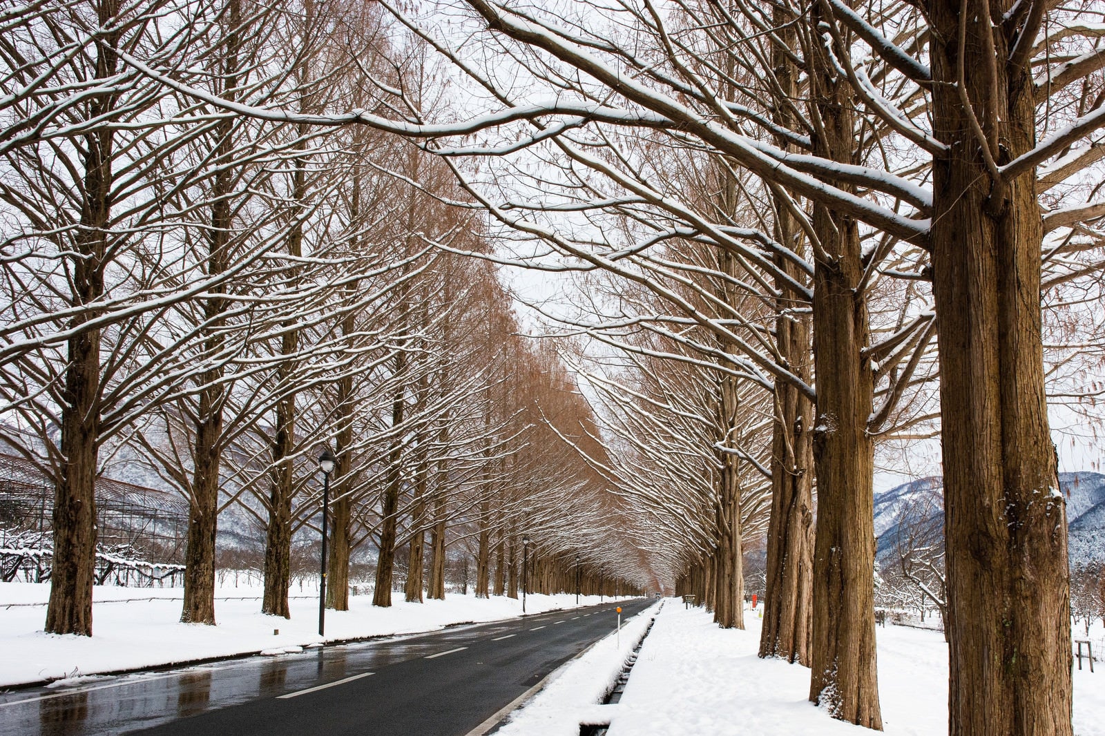 「雪景色のメタセコイア並木（滋賀県高島市マキノ町）」の写真