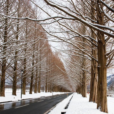 雪景色のメタセコイア並木（滋賀県高島市マキノ町）の写真