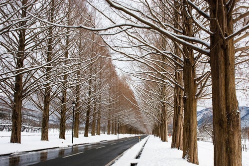 雪景色のメタセコイア並木（滋賀県高島市マキノ町）の写真