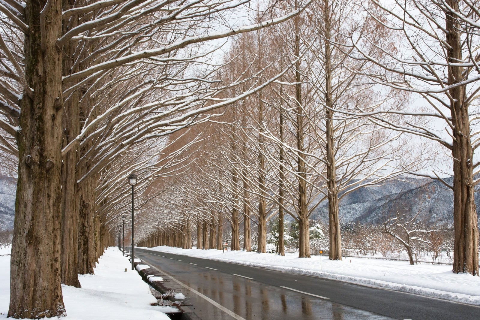 「雪の並木道（滋賀県・マキノ高原）」の写真