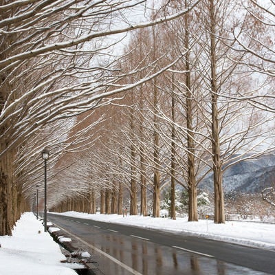 雪の並木道（滋賀県・マキノ高原）の写真