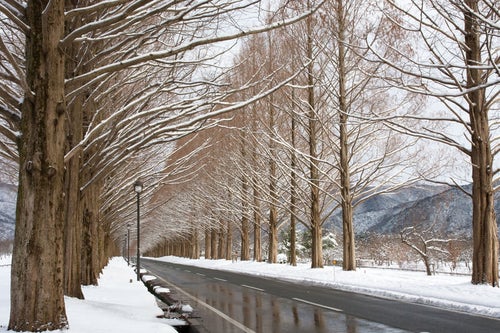 雪の並木道（滋賀県・マキノ高原）の写真