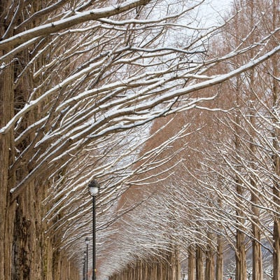 雪のメタセコイア並木（滋賀県高島市マキノ町）の写真